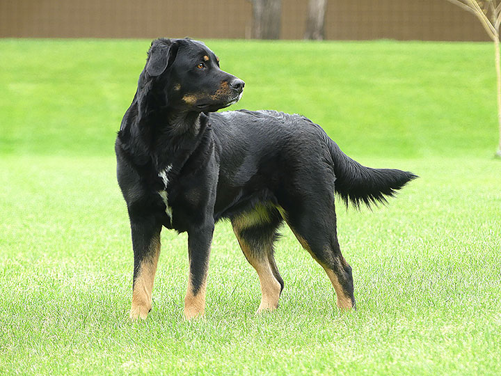 chinook dog