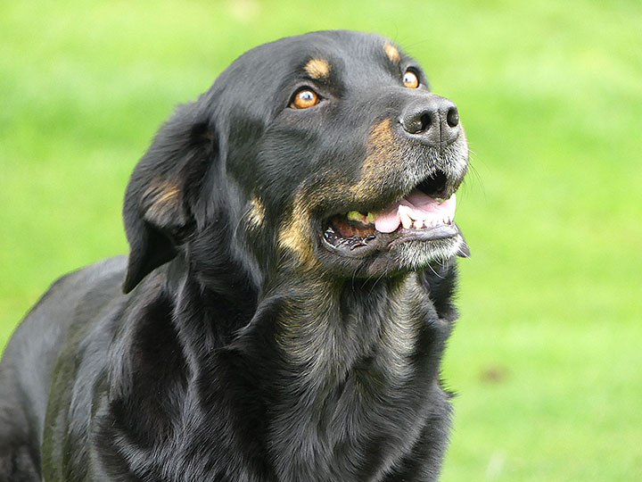 chinook dog