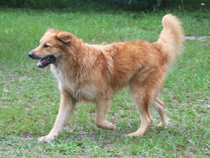 chinook dog