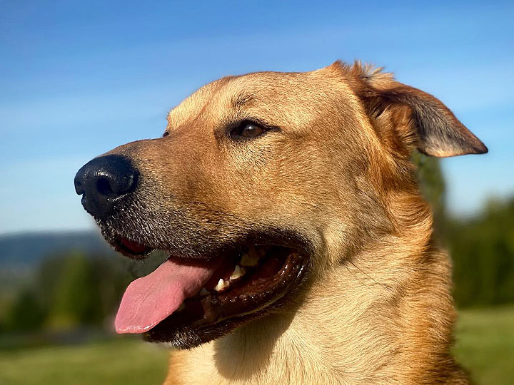 chinook dog