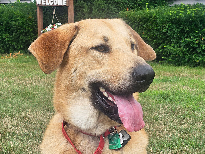 chinook dog