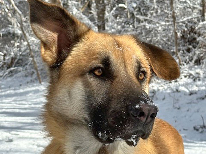 chinook dog