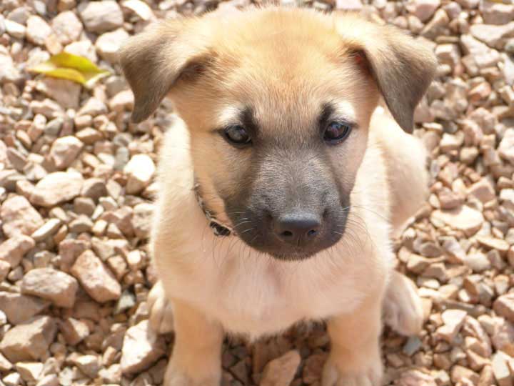 Chinook Puppies: Sun God Litter - Week 7