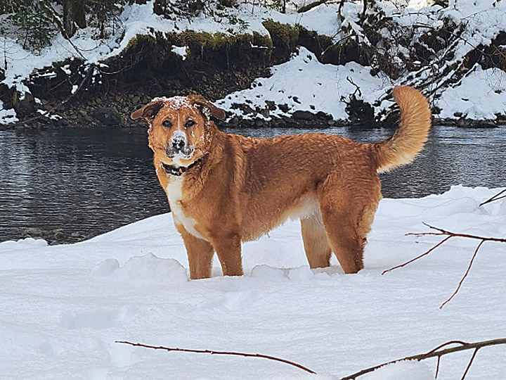 chinook dog
