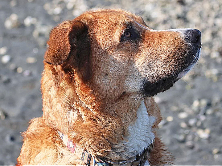 chinook dog