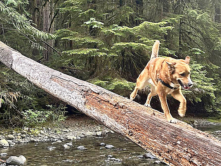 chinook dog