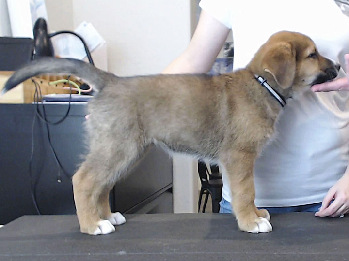 chinook dog