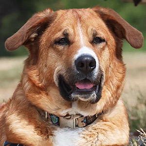 chinook dog