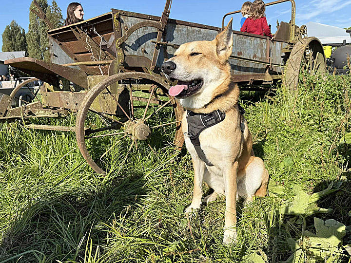 chinook dog
