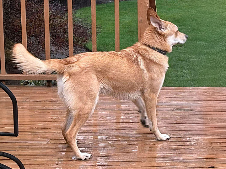 chinook dog
