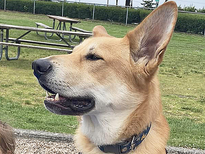 chinook dog