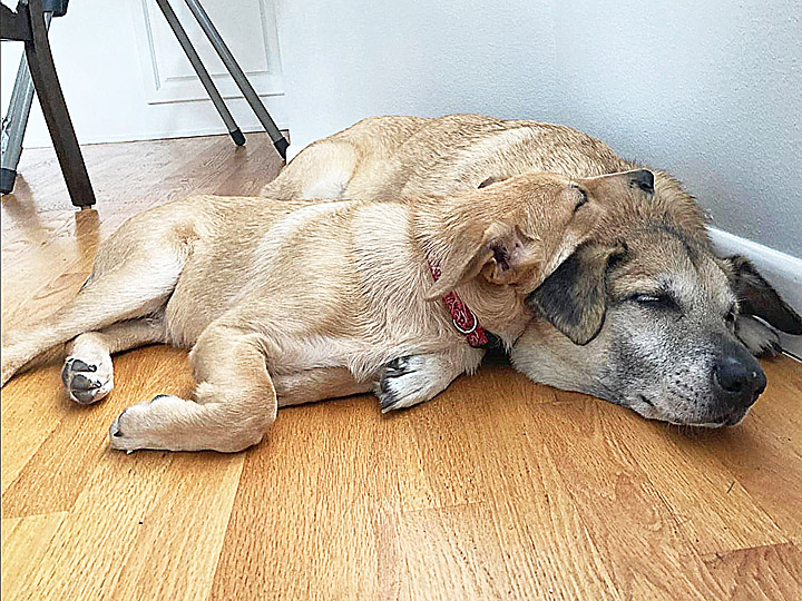 chinook dog