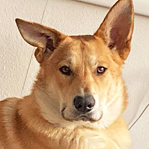chinook dog