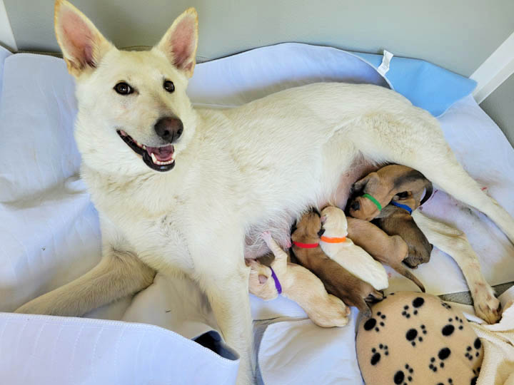 Chinook Puppies: NH Native Litter - Birth