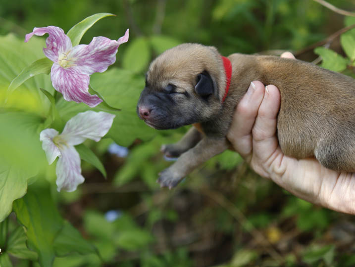 Chinook Puppies: NH Native Litter - Birth