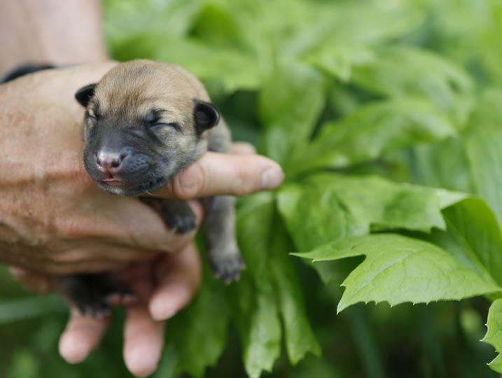 Chinook Puppies: NH Native Litter - Birth
