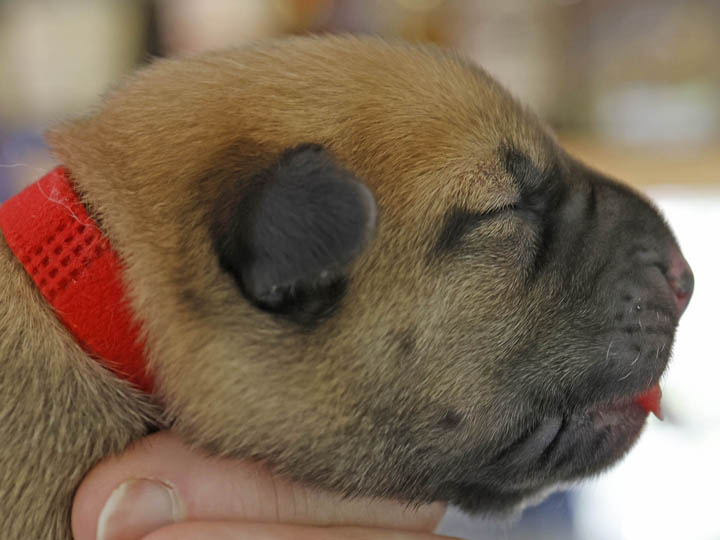 Chinook Puppies: NH Native Litter - Birth