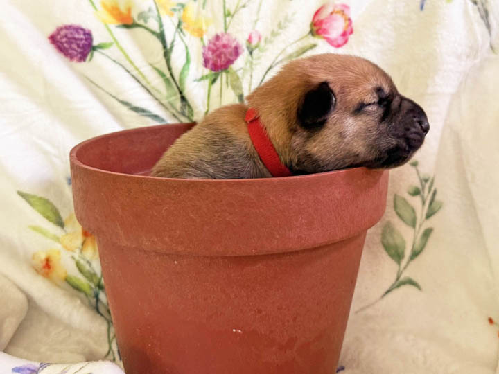 Chinook Puppies: NH Native Litter - Week 1