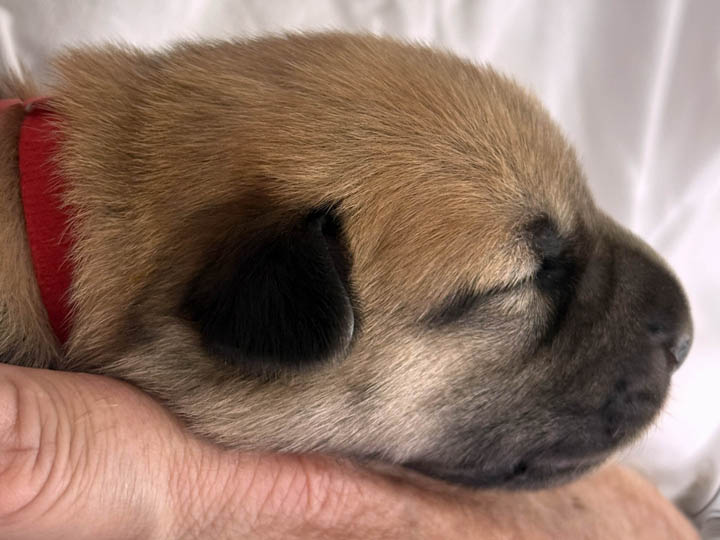 Chinook Puppies: NH Native Litter - Week 1