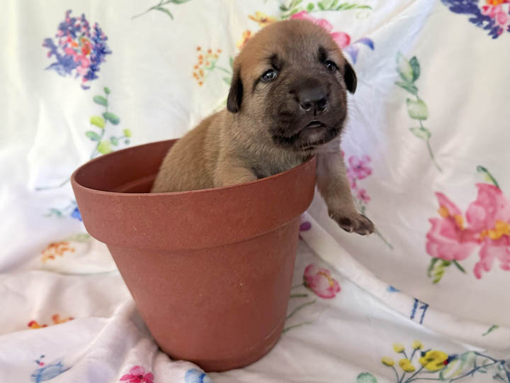 Chinook Puppies: NH Native Litter - Week 2