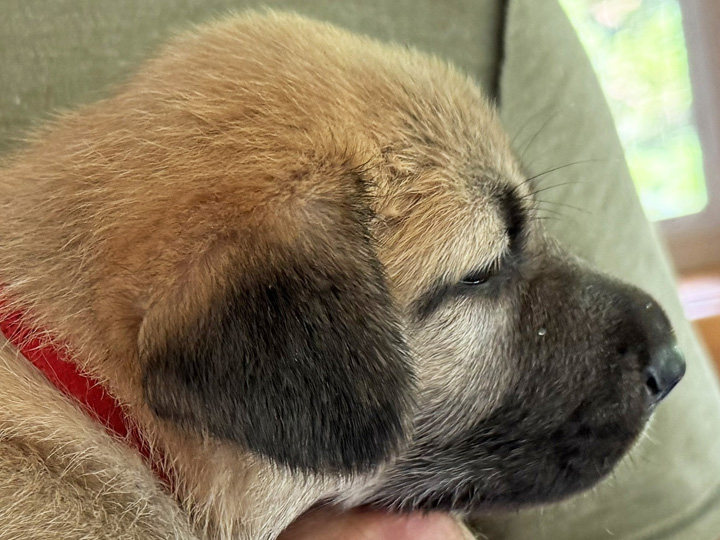 Chinook Puppies: NH Native Litter - Week 4