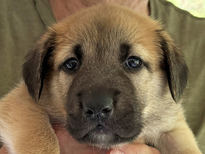 Chinook Puppies: NH Native Litter - Week 4