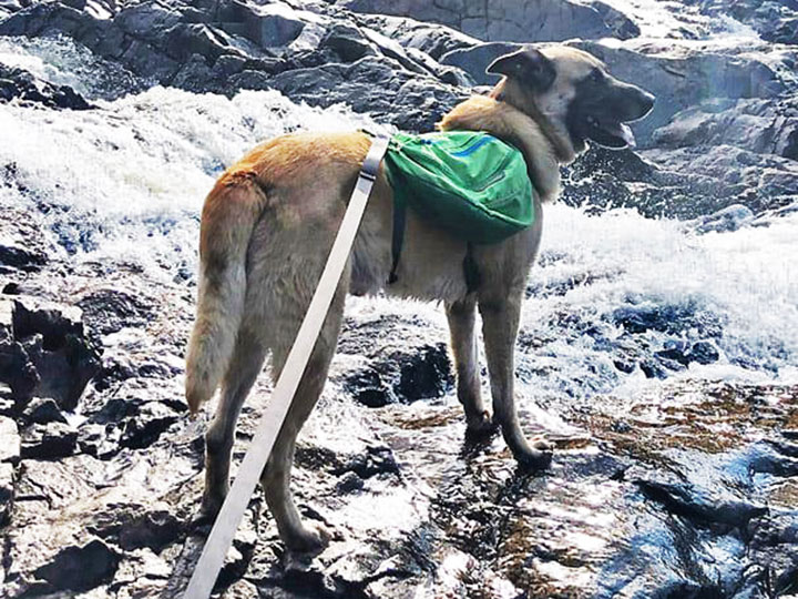 chinook dog