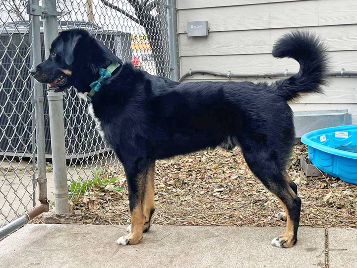 chinook dog